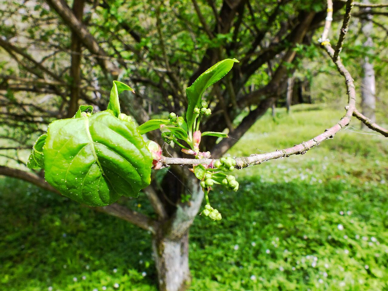 Amelanchier cusickii flower