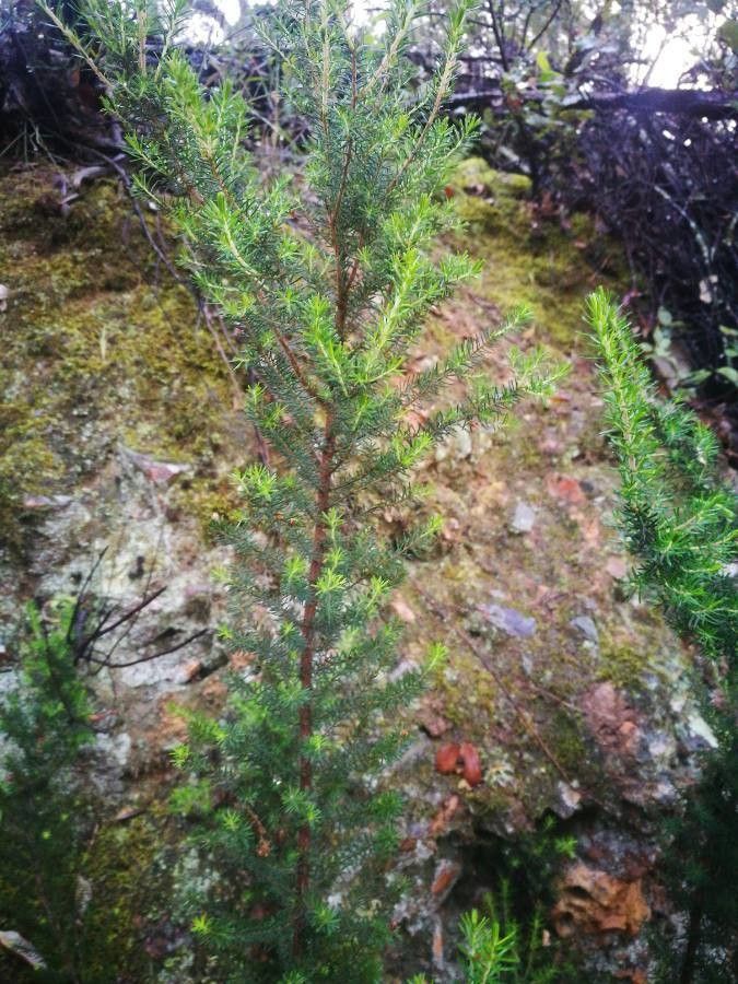 Erica lusitanica bark