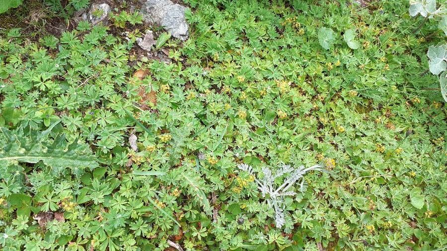 Alchemilla pentaphyllea habit