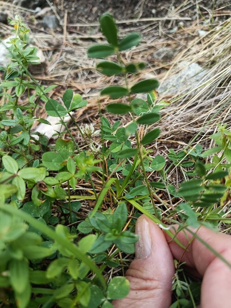 Onobrychis pindicola — search result for 'Onobrychis'