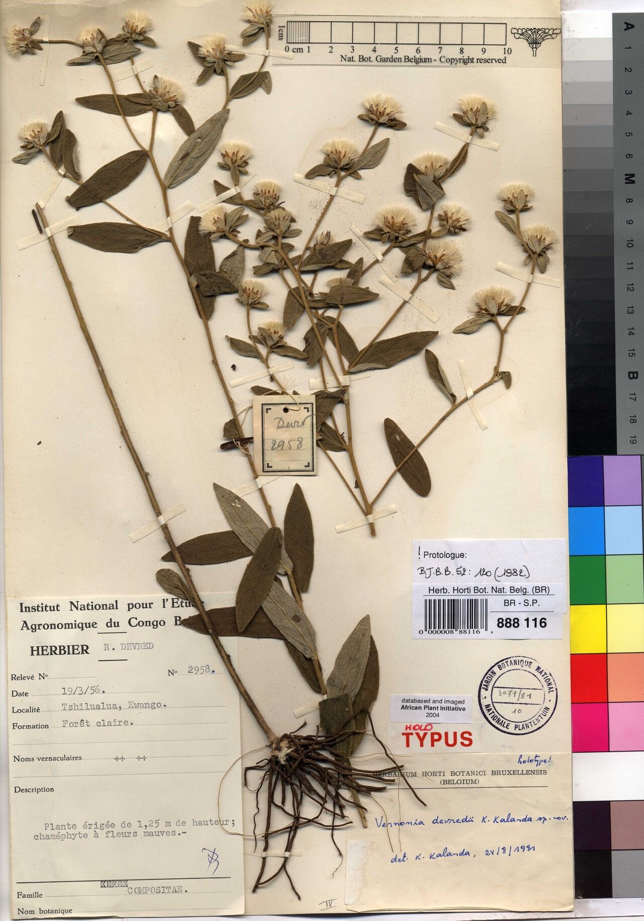 Vernonia devredii — houseplant care guide