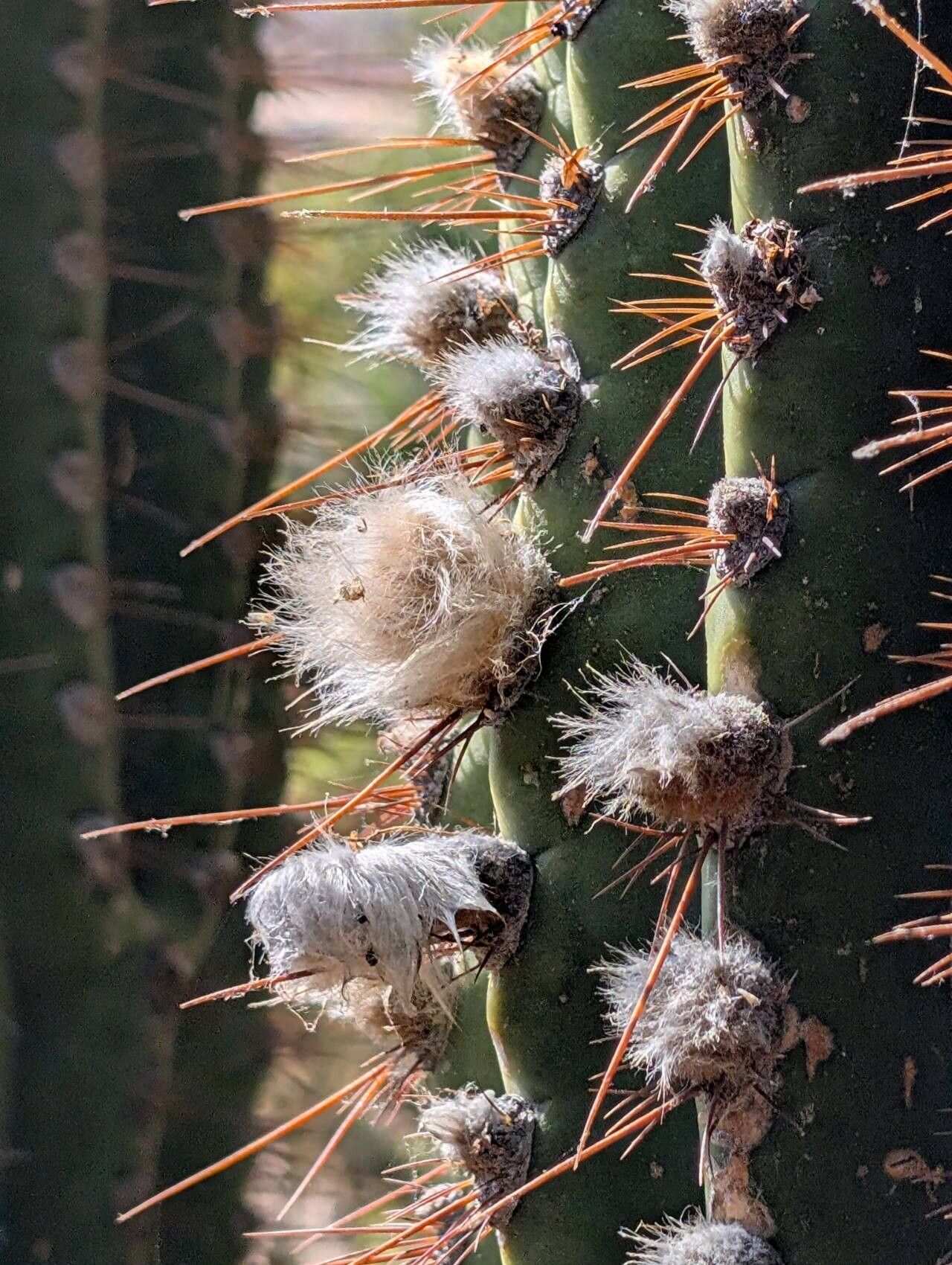 Leucostele terscheckii fruit