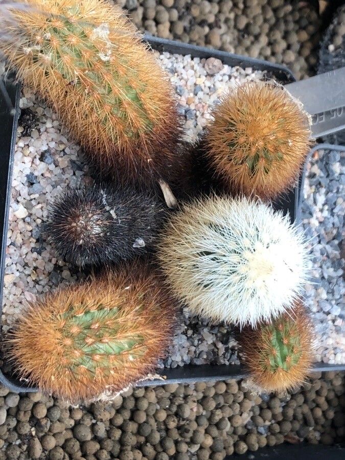 Echinocereus delaetii — search result for 'Echinocereus'