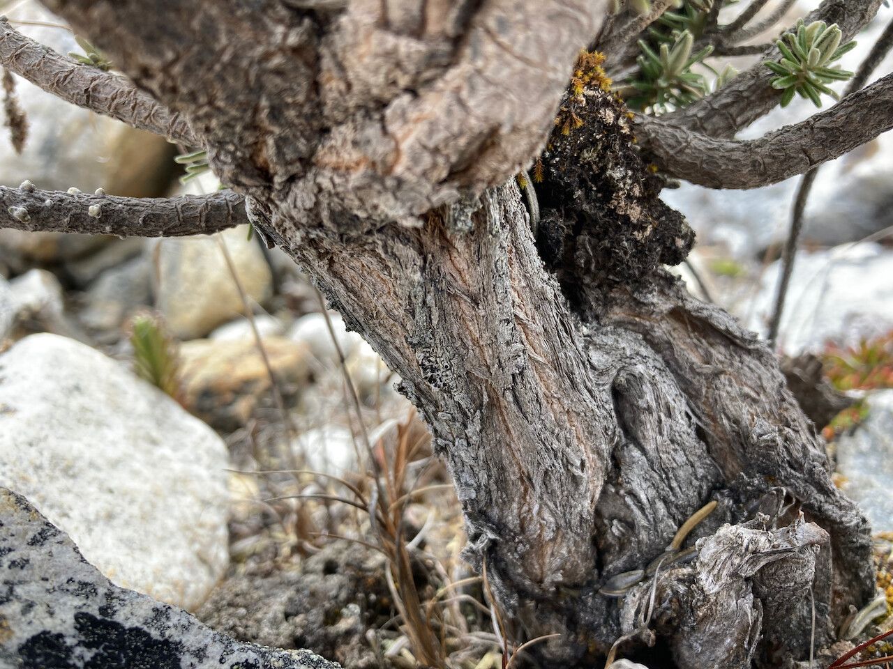 Diplostephium glutinosum bark