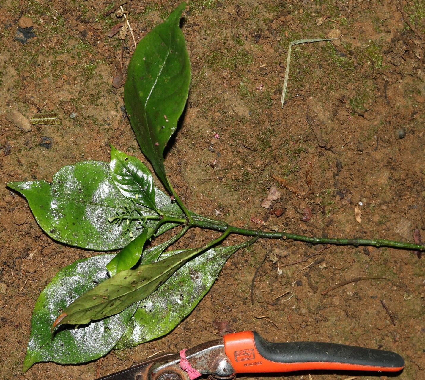 Psychotria champluvierae habit
