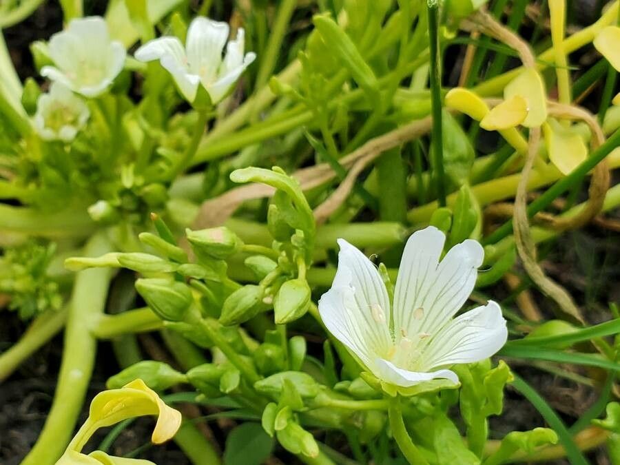 Limnanthes vinculans — houseplant care guide