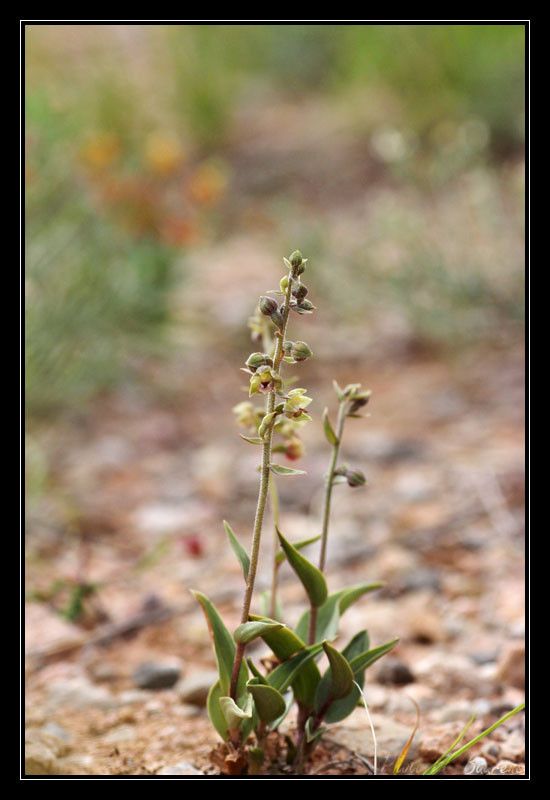 Epipactis kleinii habit