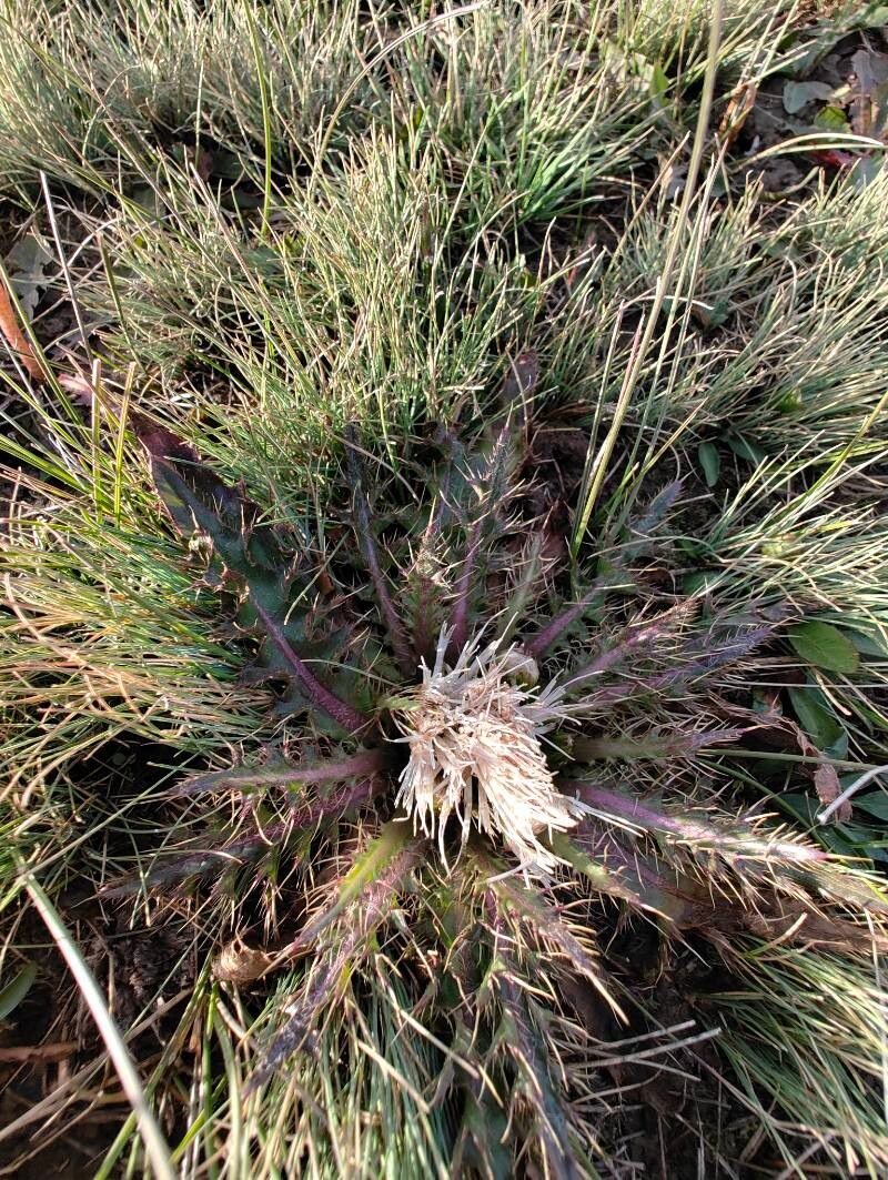 Cirsium esculentum habit