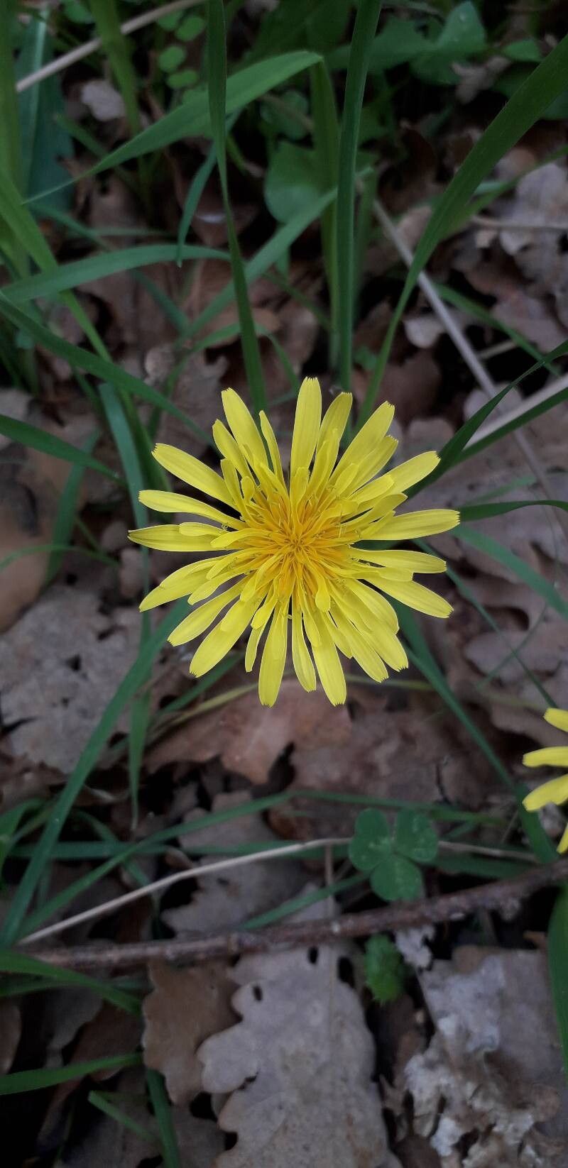 Taraxacum amansii — search result for 'Taraxacum'