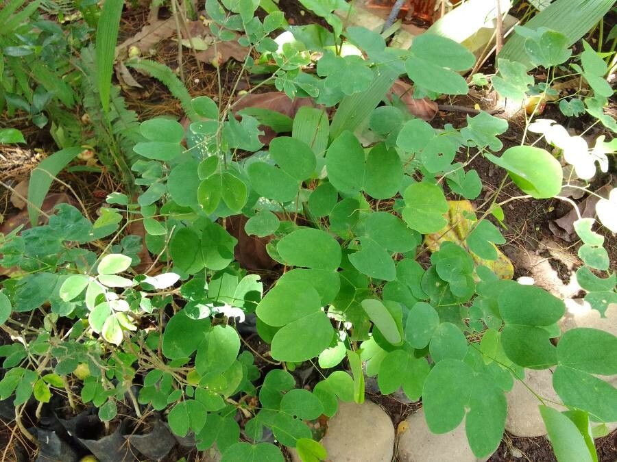 Bauhinia tomentosa leaf