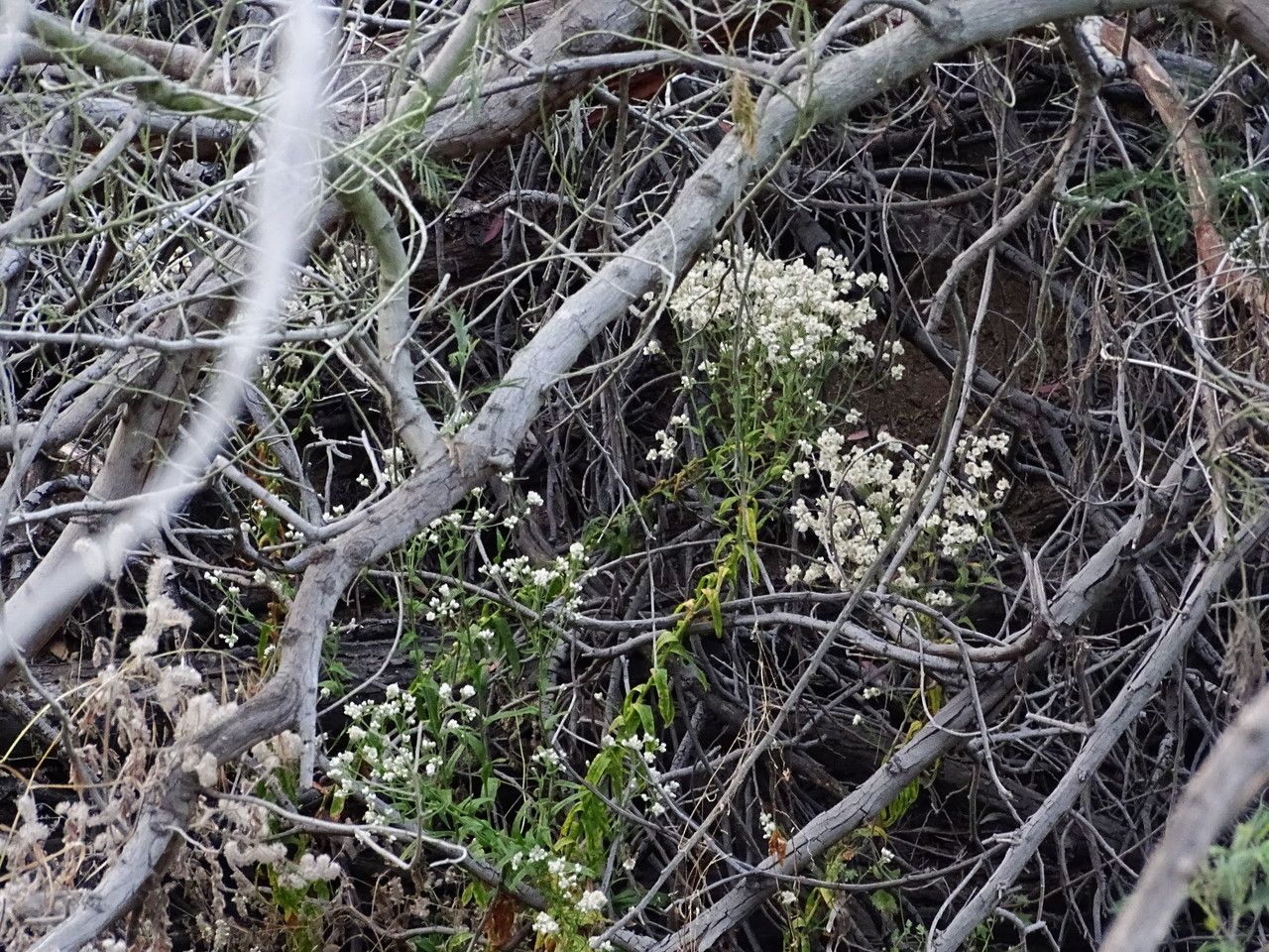 Pseudognaphalium californicum bark
