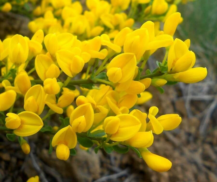 Cytisus procumbens flower