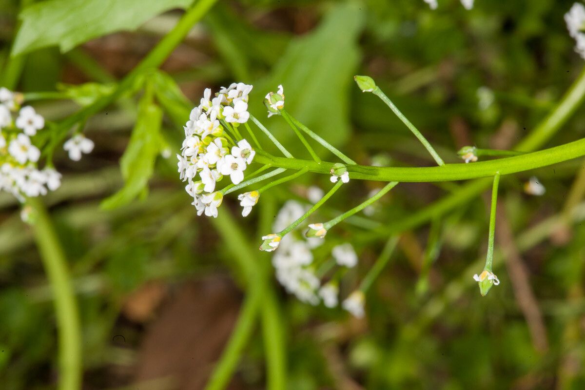 Calepina irregularis fruit