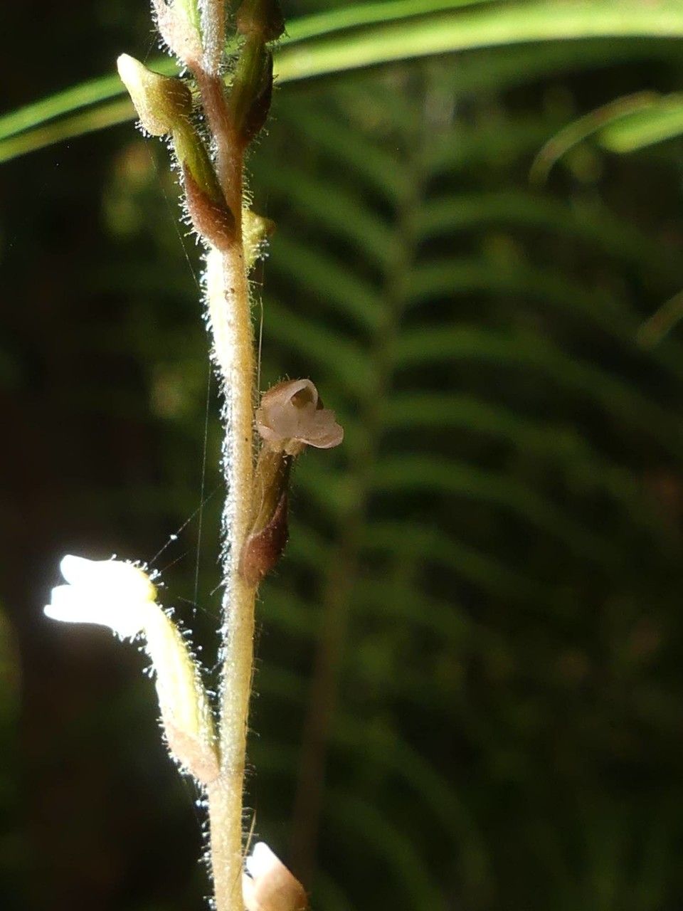 Zeuxine reginasilvae flower