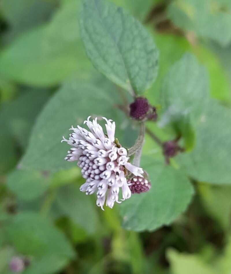 Melanthera nivea flower