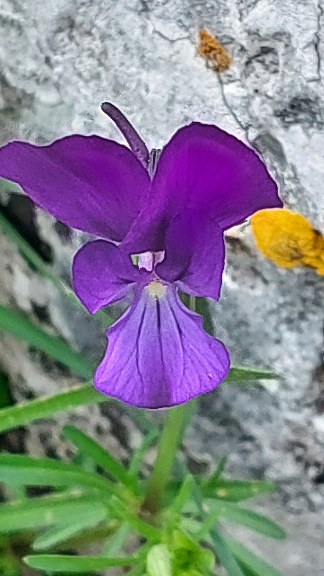 Viola merxmuelleri flower