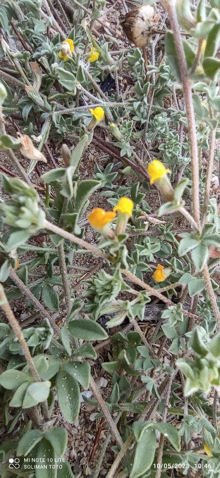 Lotus arabicus flower