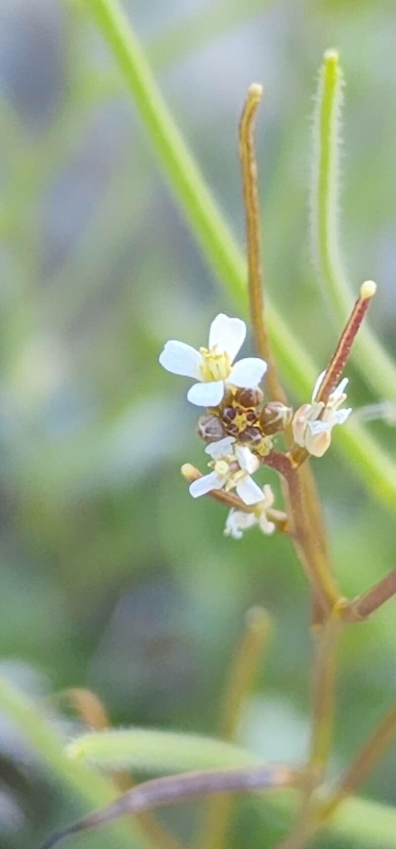 Arabis aucheri flower