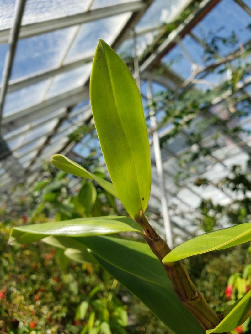 Dendrobium pulchellum — houseplant care guide