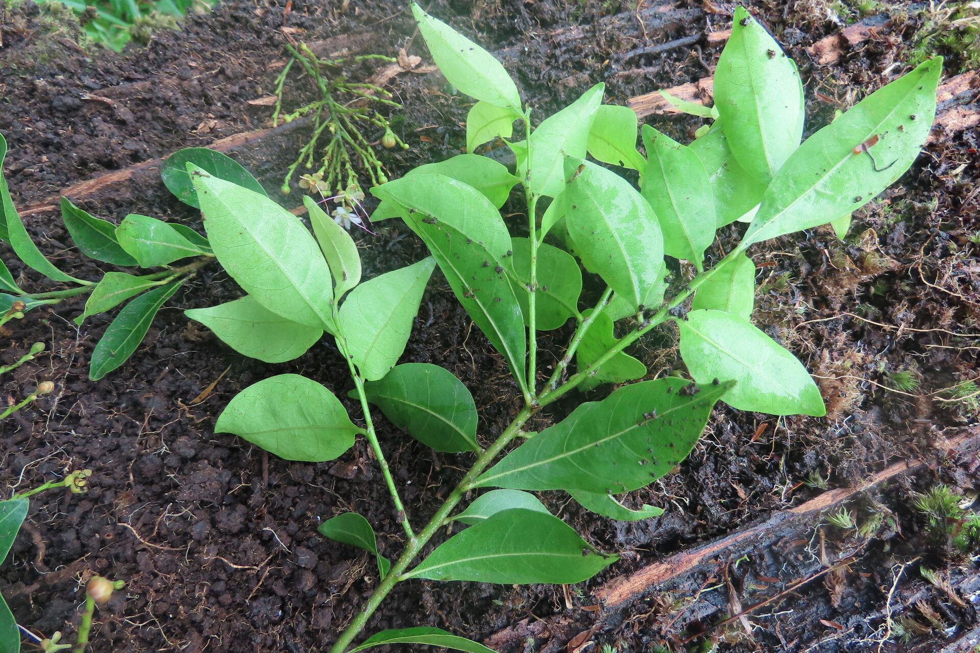 Hirtella triandra — houseplant care guide