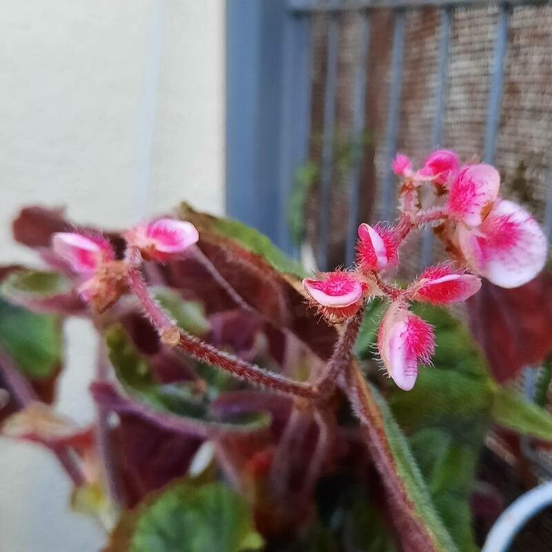 Begonia scharffiana flower