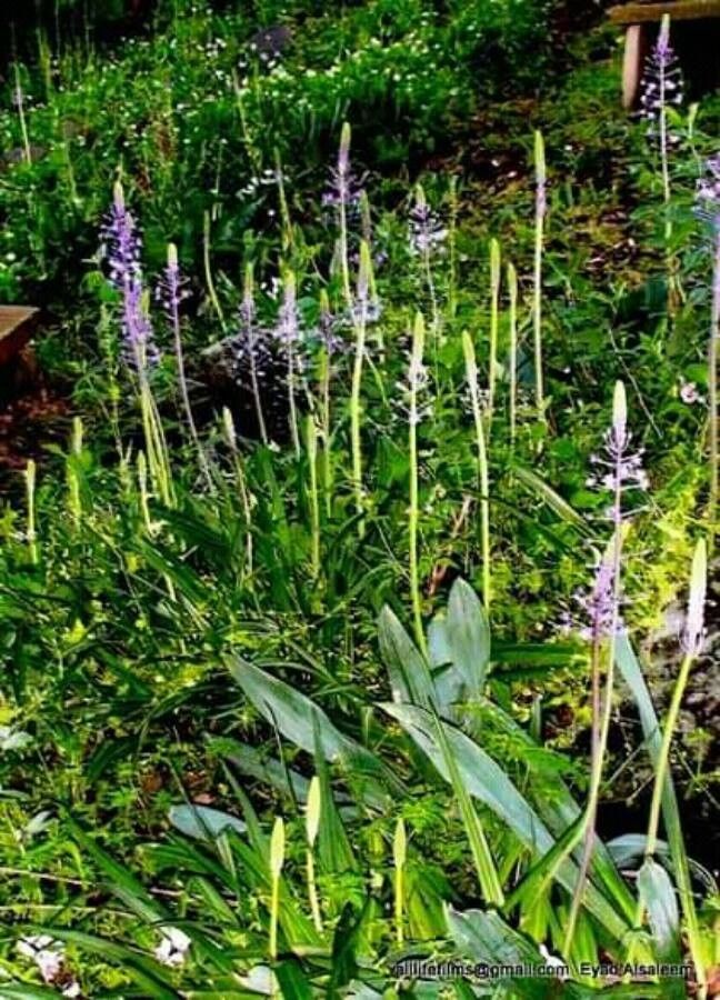 Nectaroscilla hyacinthoides habit