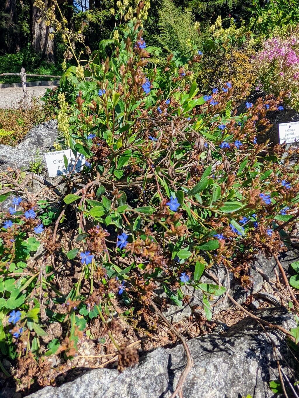 Ceratostigma minus habit