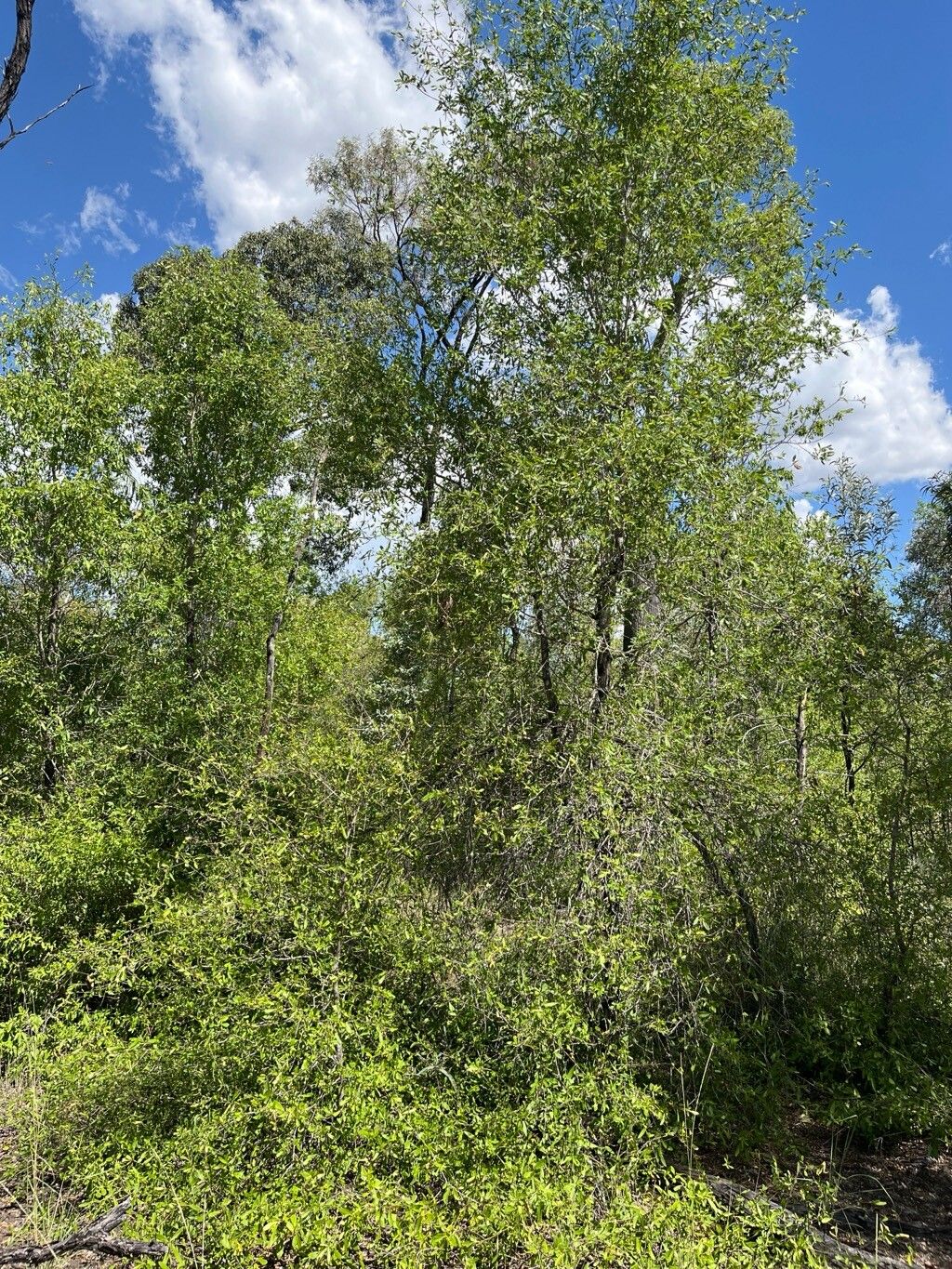 Santalum lanceolatum habit
