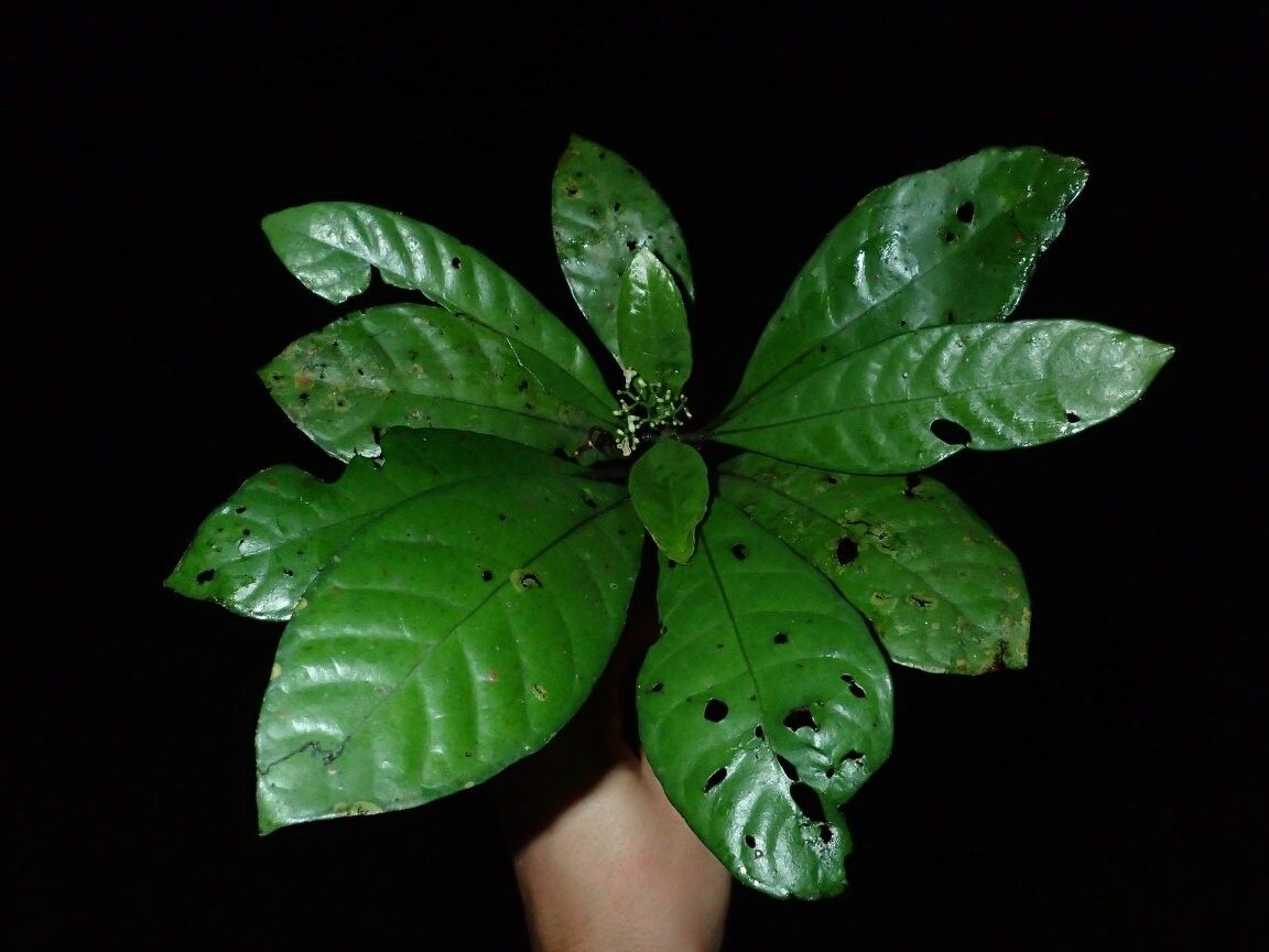 Psychotria brevipaniculata — houseplant care guide