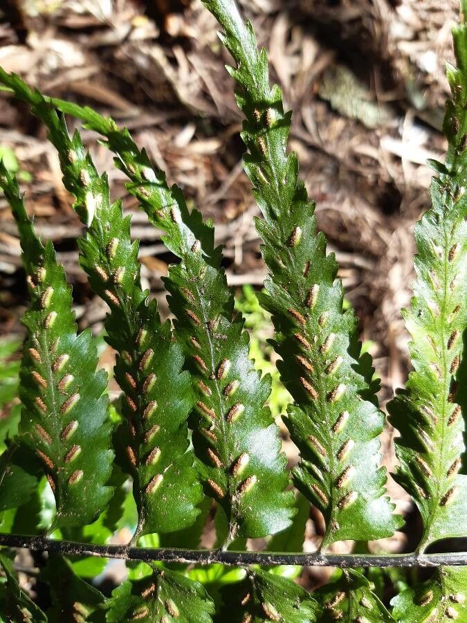 Asplenium boltonii flower