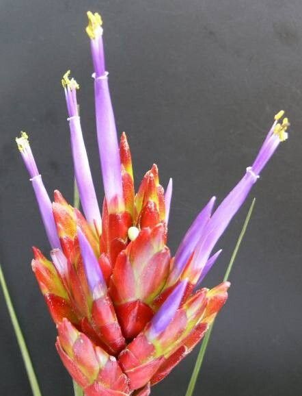 Tillandsia rotundata — houseplant care guide