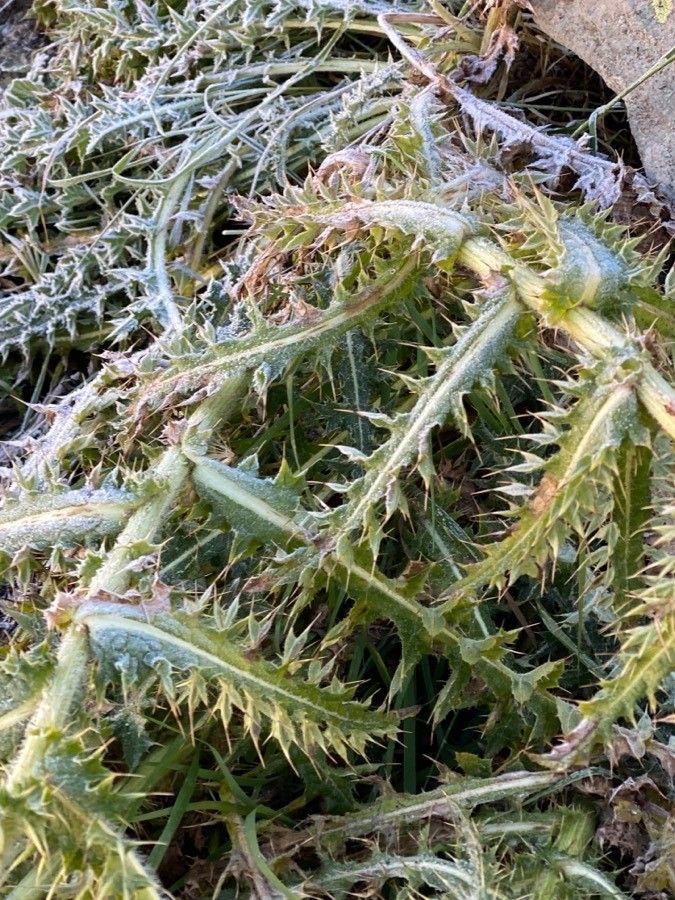 Eryngium alpinum leaf