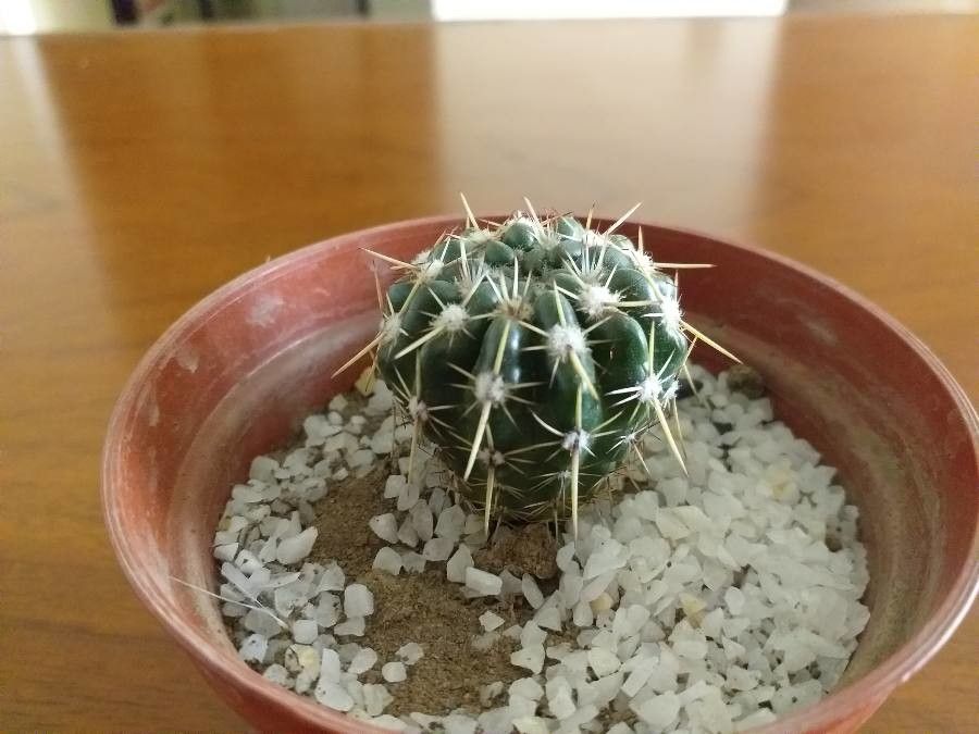 Sclerocactus parviflorus bark