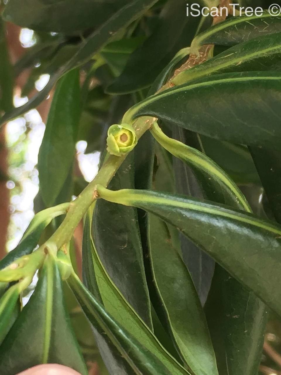 Warburgia salutaris flower