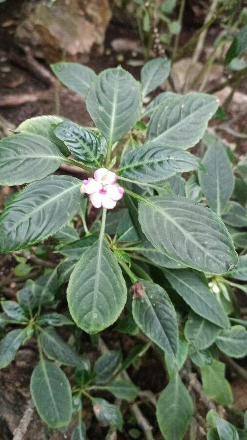 Impatiens flaccida flower