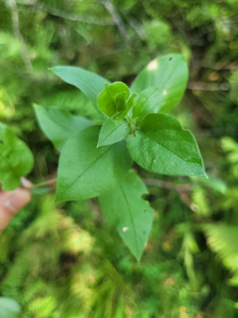 Stellaria bungeana — search result for 'Stellaria'