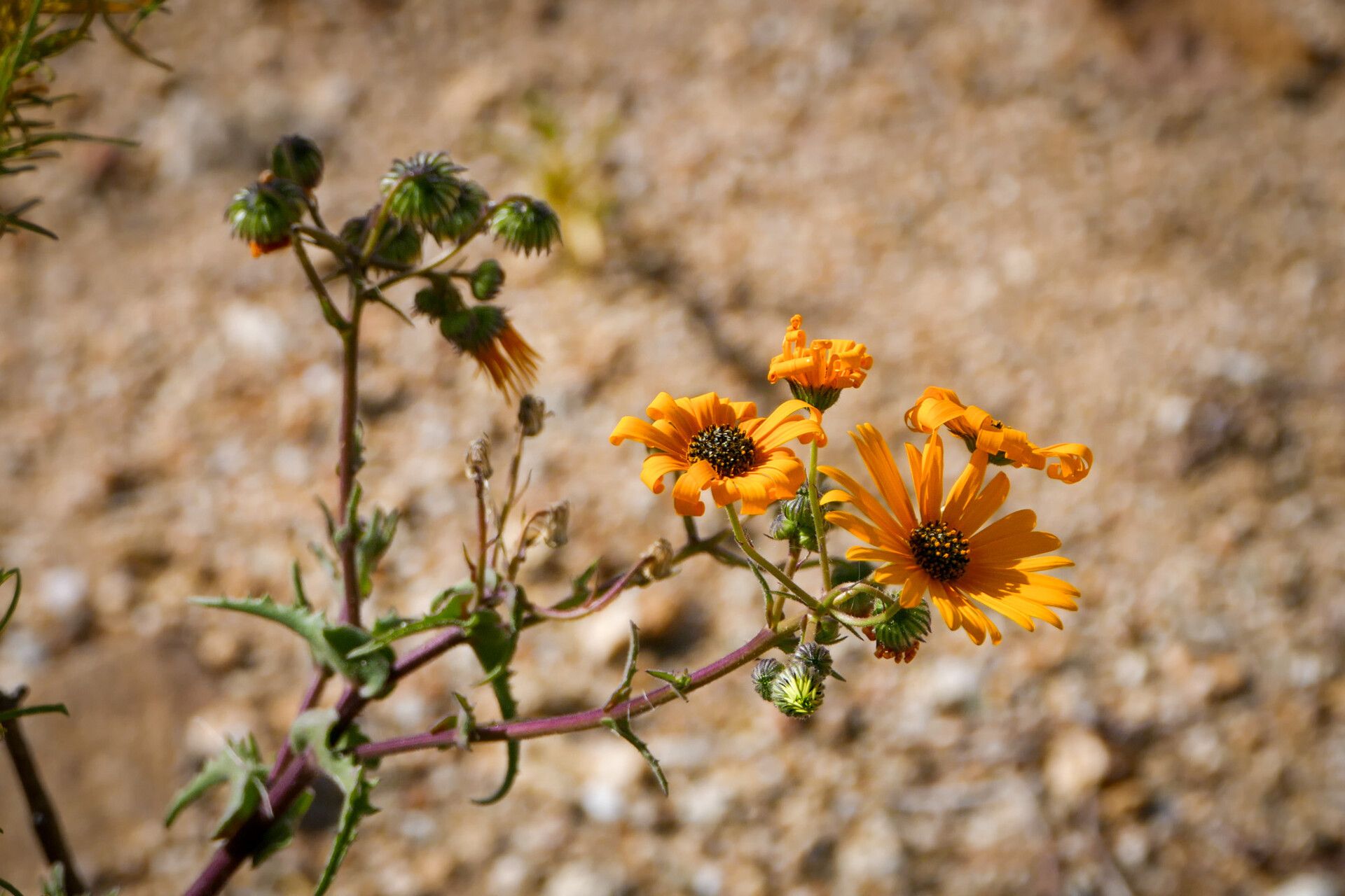 Osteospermum oppositifolium flower