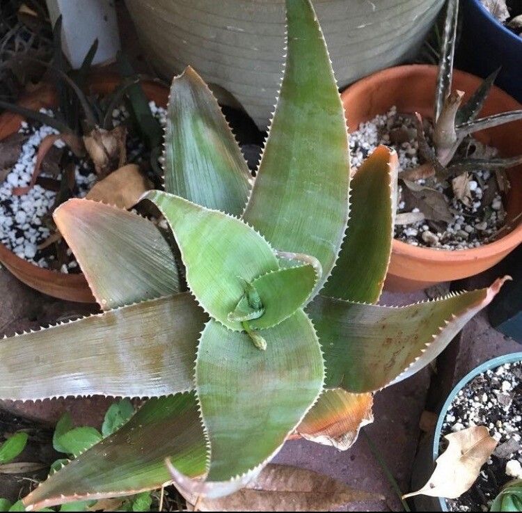 Aloe imalotensis — houseplant care guide