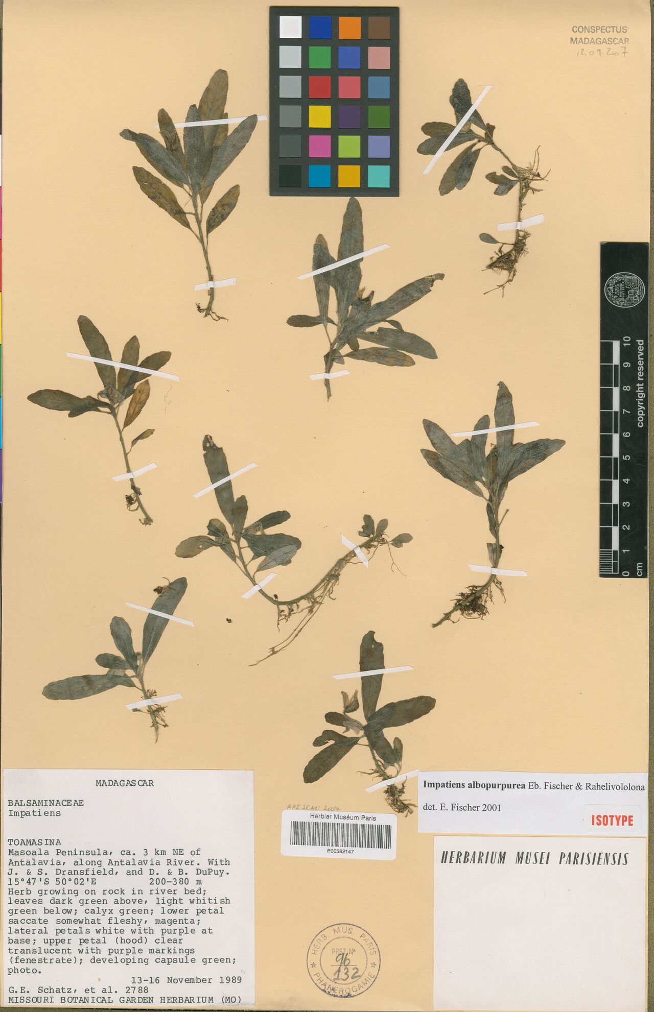 Impatiens albopurpurea