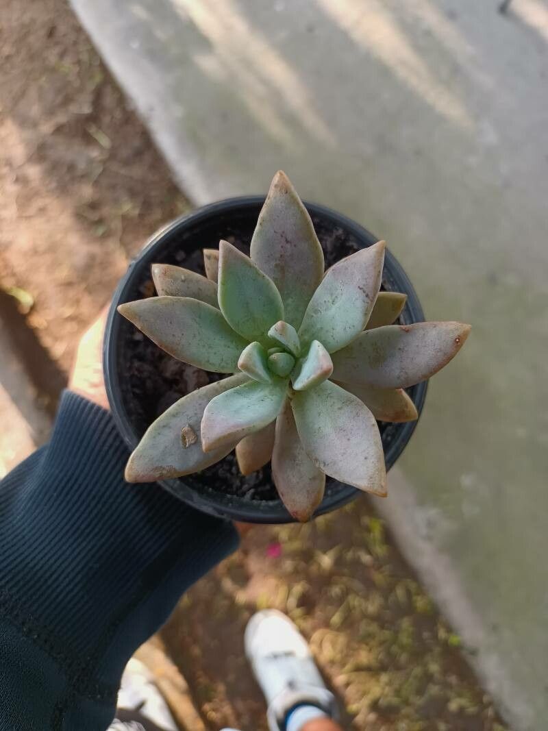 Dudleya greenei bark