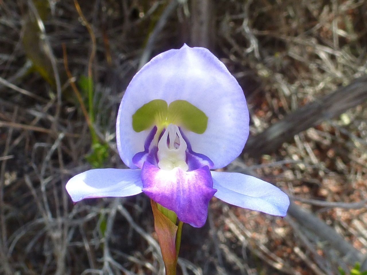 Disa graminifolia — houseplant care guide