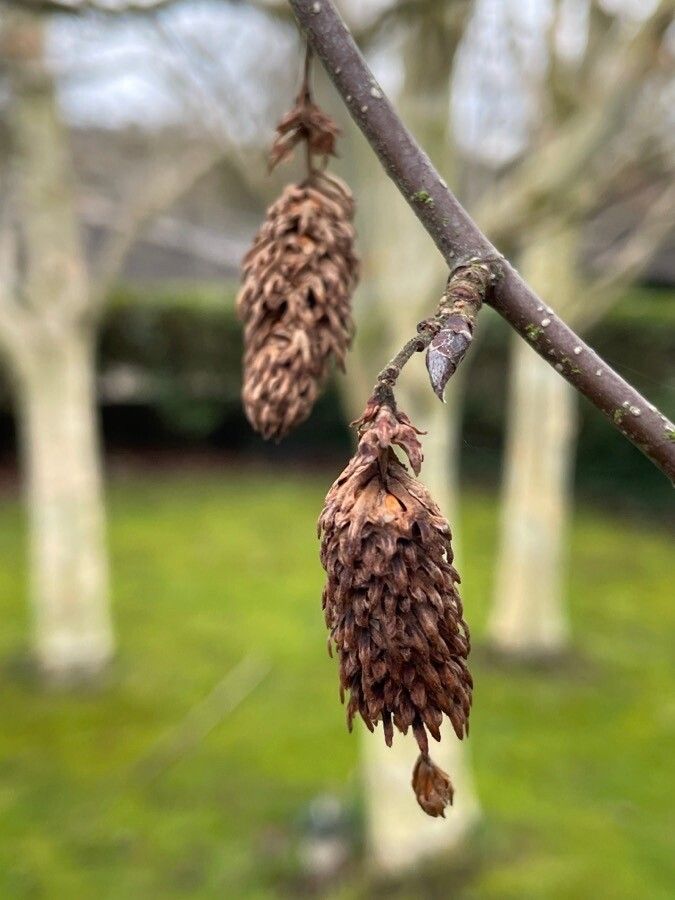 Betula utilis fruit