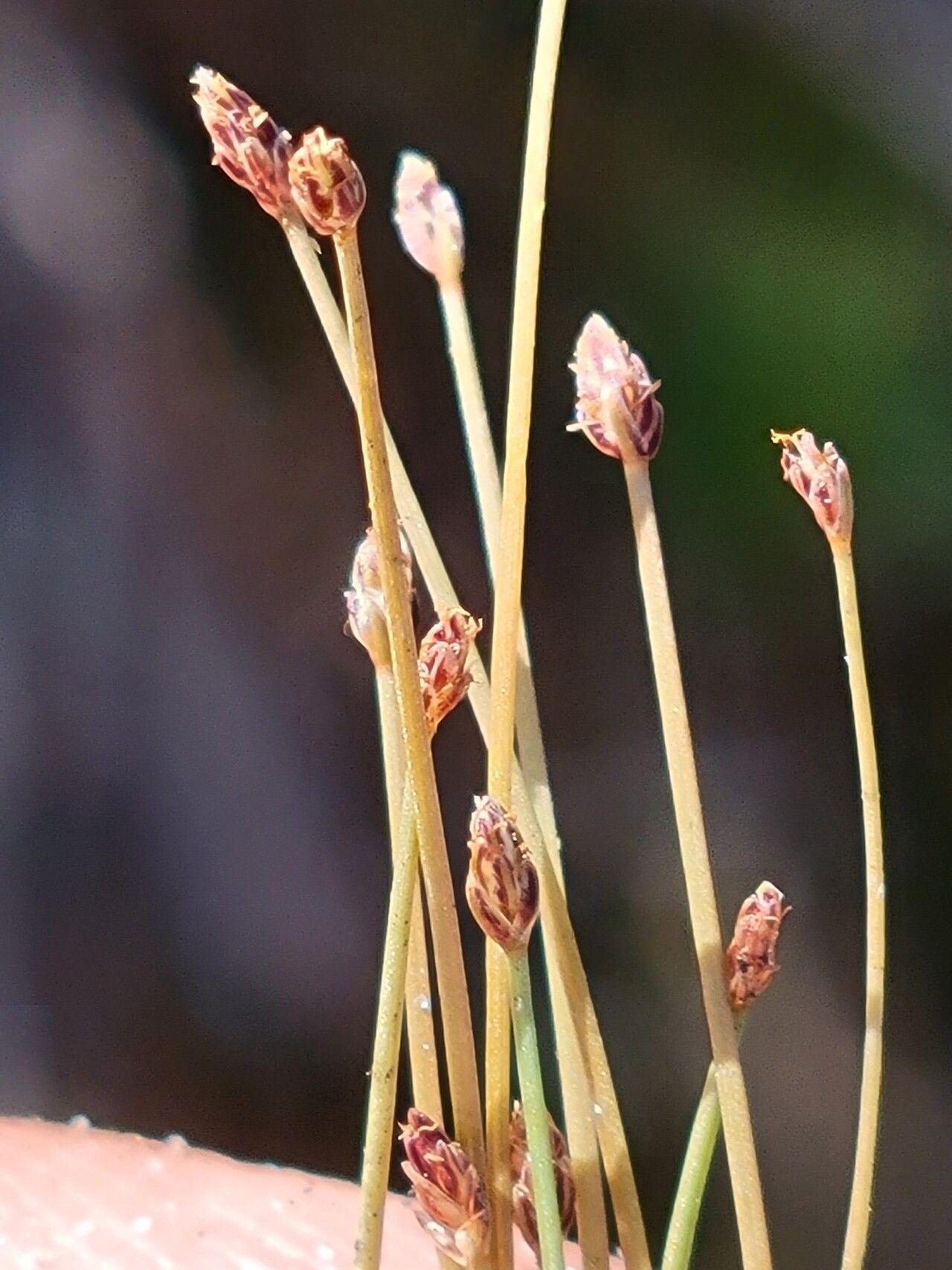 Eleocharis nigrescens — search result for 'Eleocharis'