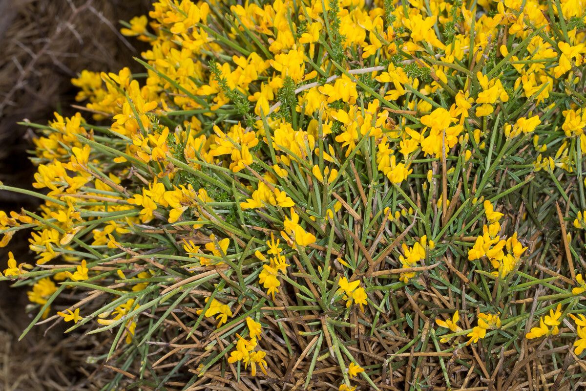 Genista sardoa habit