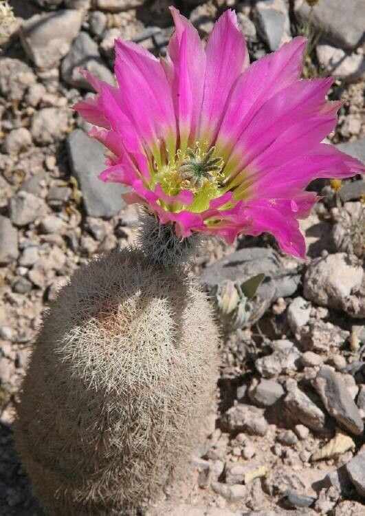 Echinocereus felixianus — search result for 'Echinocereus'