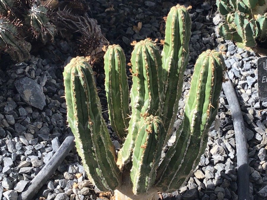 Euphorbia handiensis — houseplant care guide