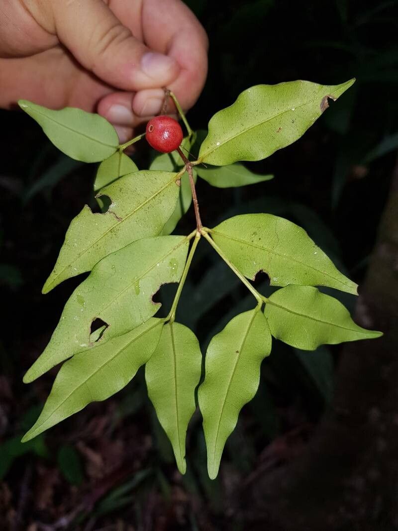 Myrcia hylobates — houseplant care guide