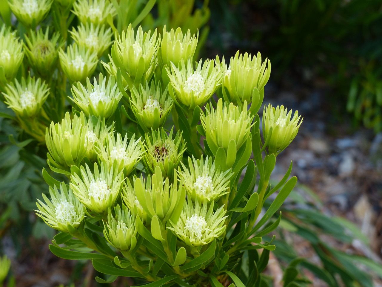 Leucospermum prostratum flower