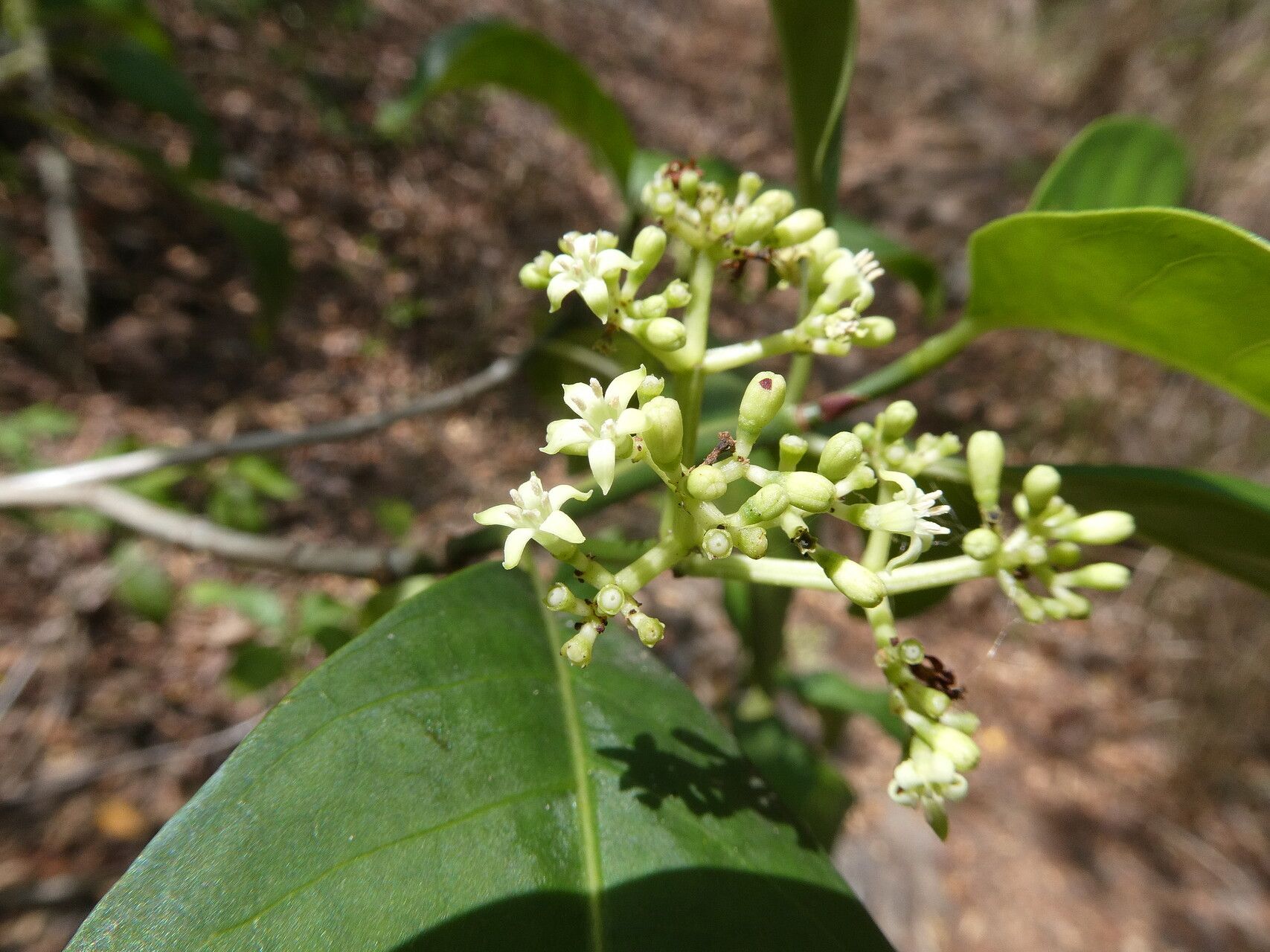 Palicourea pedunculosa flower