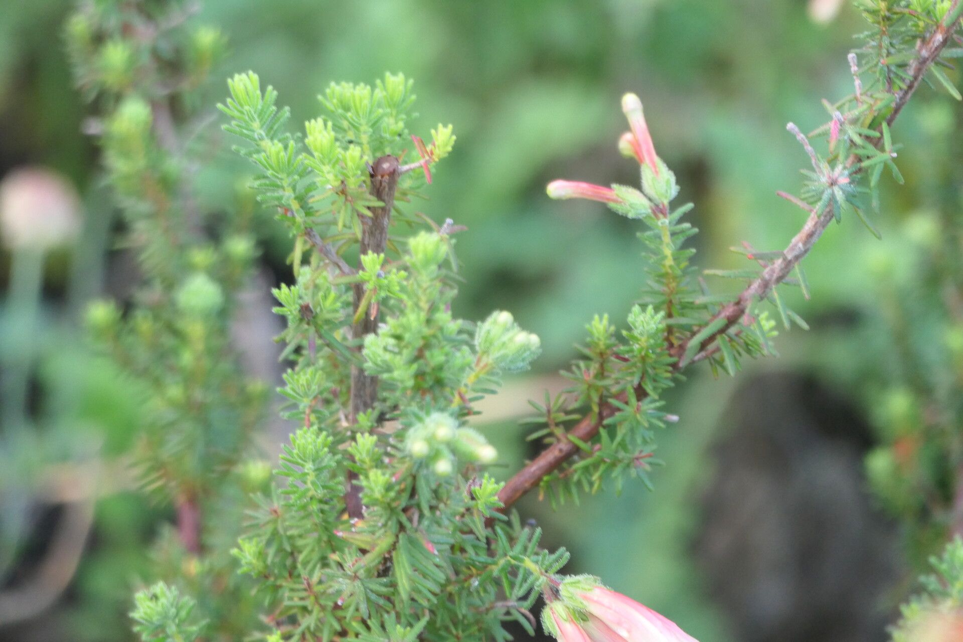 Erica cyrilliflora — search result for 'Erica'